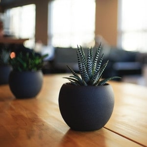 Aloeverapflanze